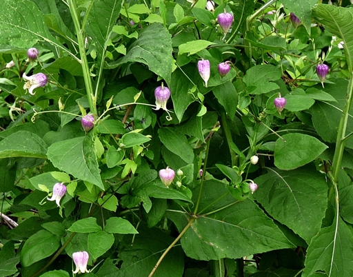 {Clematis flaccida}